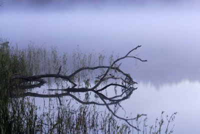 Morning Fog