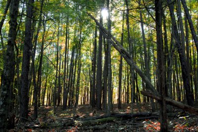 Backlit Trees