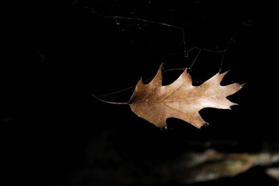 Environment Category - Non Winner