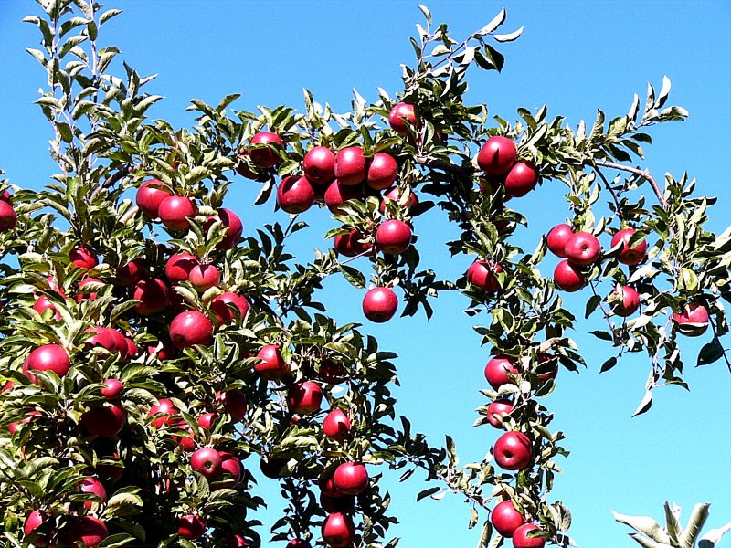Apple Crop ~ October 9th