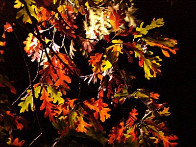 Oak Leaves at Night ~ October 14th