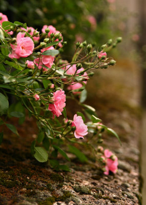 Autun garden