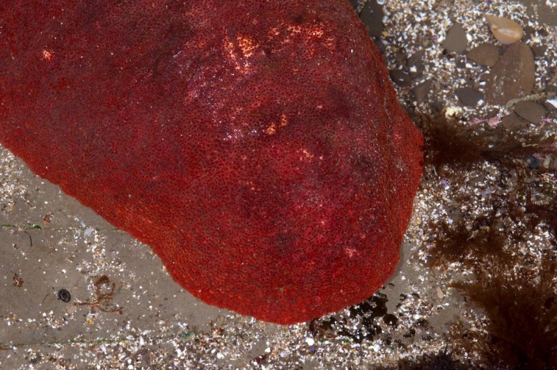 Gumboot Chiton-1