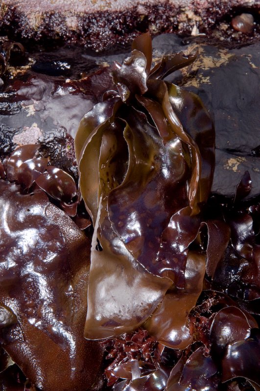 Iridescent Seaweed-1