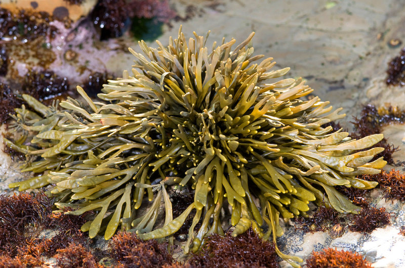 Little Rockweed-3