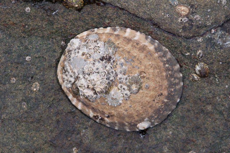 Giant Owl Limpet