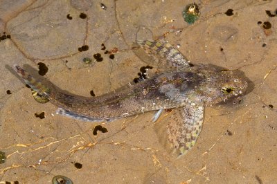 Tidepool Sculpin-4