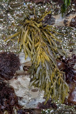 Little Rockweed-1