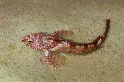 Tidepool Sculpin-6