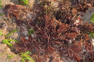 Succulent Seaweed