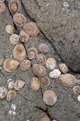 Limpets-1