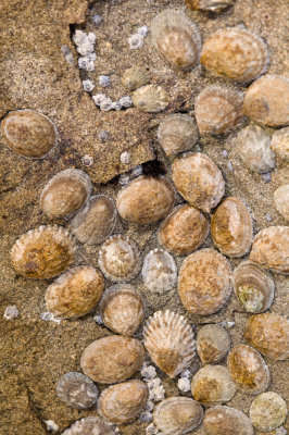 Limpets-2