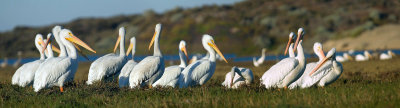white pelicans panorama-Morro Bay