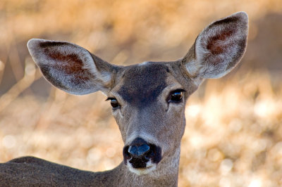 Mule Deer Doe