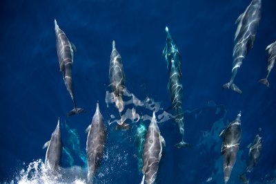 13 Dolphins