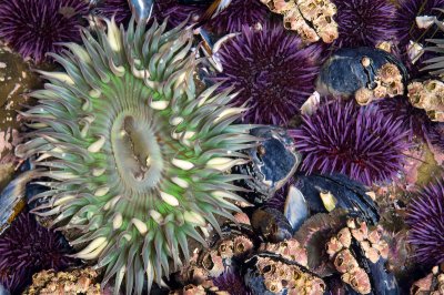Moonglow Anemone & Purple Sea Urchins