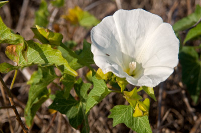 Southern Island Morning Glory