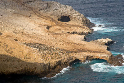 Cormorant Colony