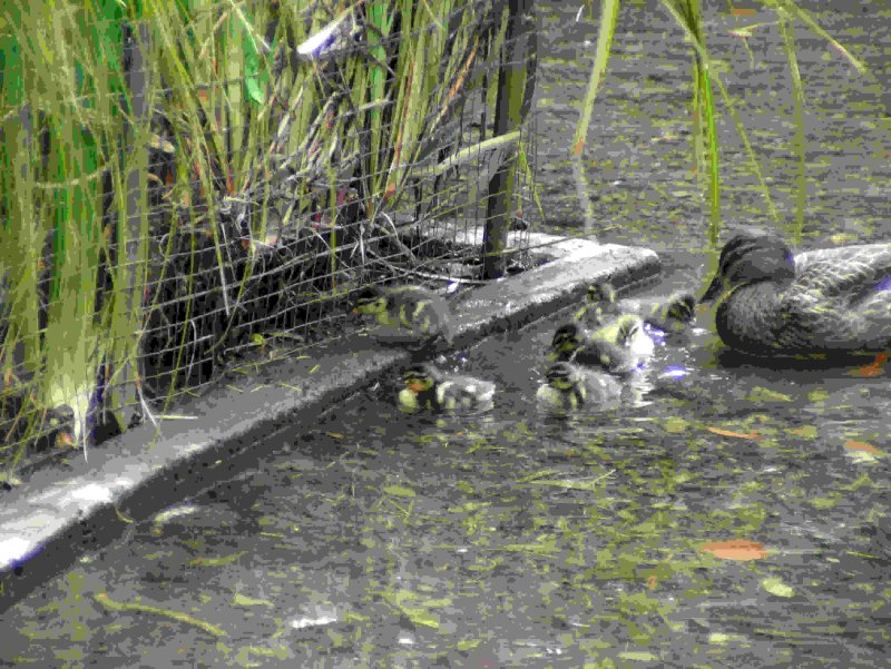 family-of-ducks1.jpg