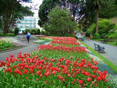 Springtime at the Wellington Botanic Gardens