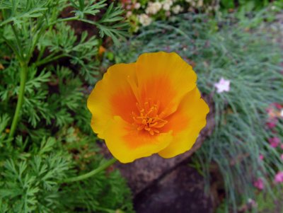 DSCF1951.JPG