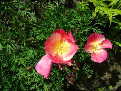 DSCF1952.JPG