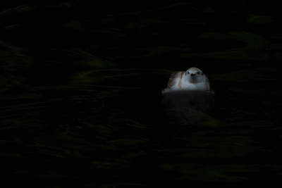 A seal  (Animated gif)