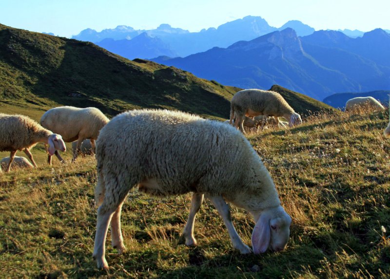  moutons # 3