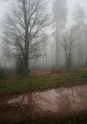 rainy and misty
