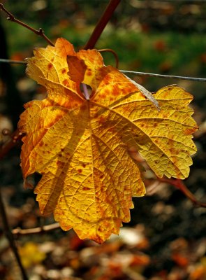 la vigne en automne