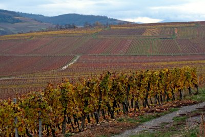 Wolxheim, Altenberg vineyard.