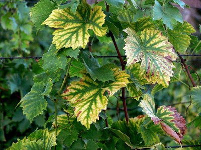 feuilles de vignes