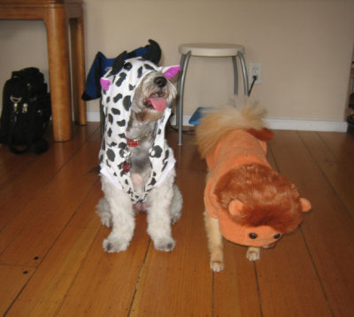 blind cow and lion