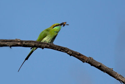 Bee-eater Catching Bee
