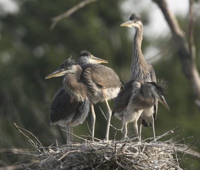 GBH Chicks 2