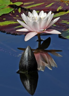 15.  Water Lily and Bud