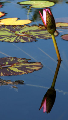 16.  Water Lily Reflection
