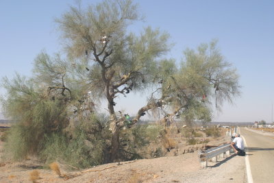 The  'Shoe Tree'