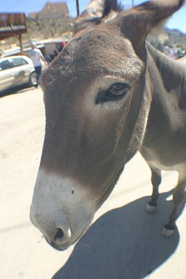 A wild ass....