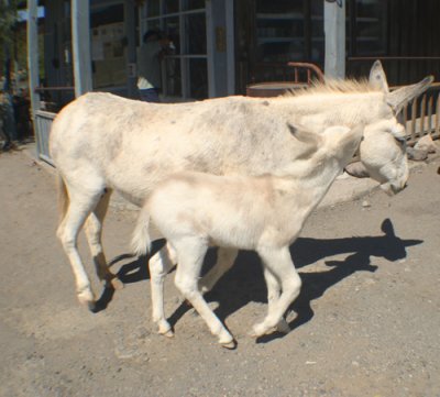 ..or two in Oatman, Az.