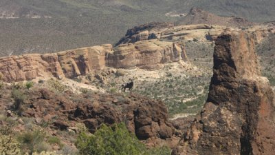 A Mountain Ram perched on high
