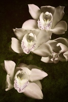 Orchids