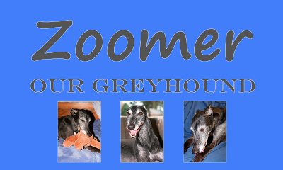 Zoomer Gallery Banner