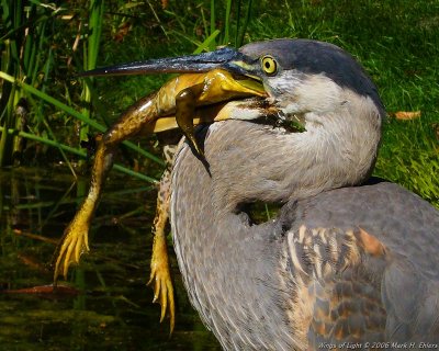 Stubby Gets His Frog