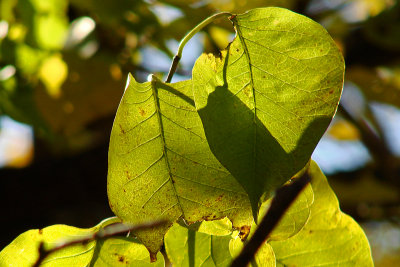 Autumn leaves