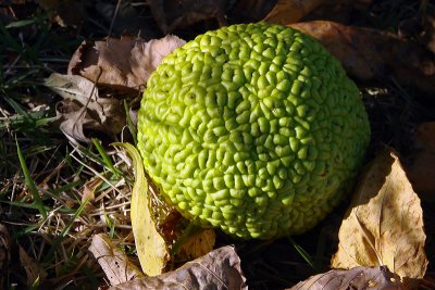 Head apple closeup.jpg