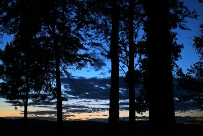 Sunset in the pines
