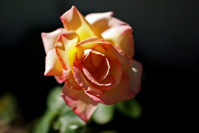 Lories rose