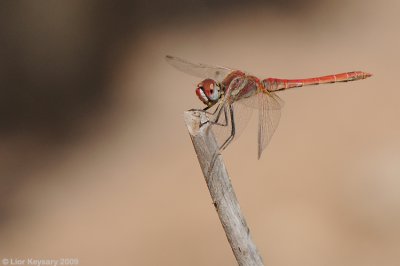 Dragonfly  14783