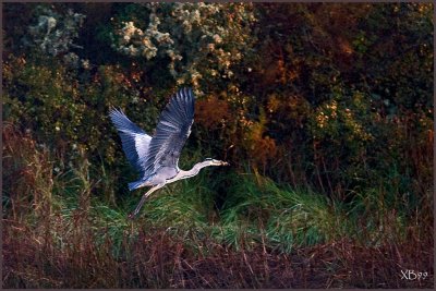 MOUSTERLIN.HERON takes off
